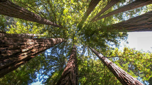 How Our Tree Care Process Works  in South Henderson, NC